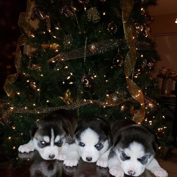 Meet your Posher, Mike - Picture 1 of 1